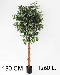 047 Veštačka stabla bendžamina